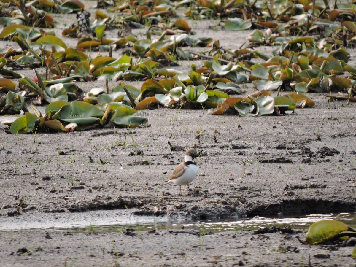 Semipalmated Plover - Mary Ellen Newport