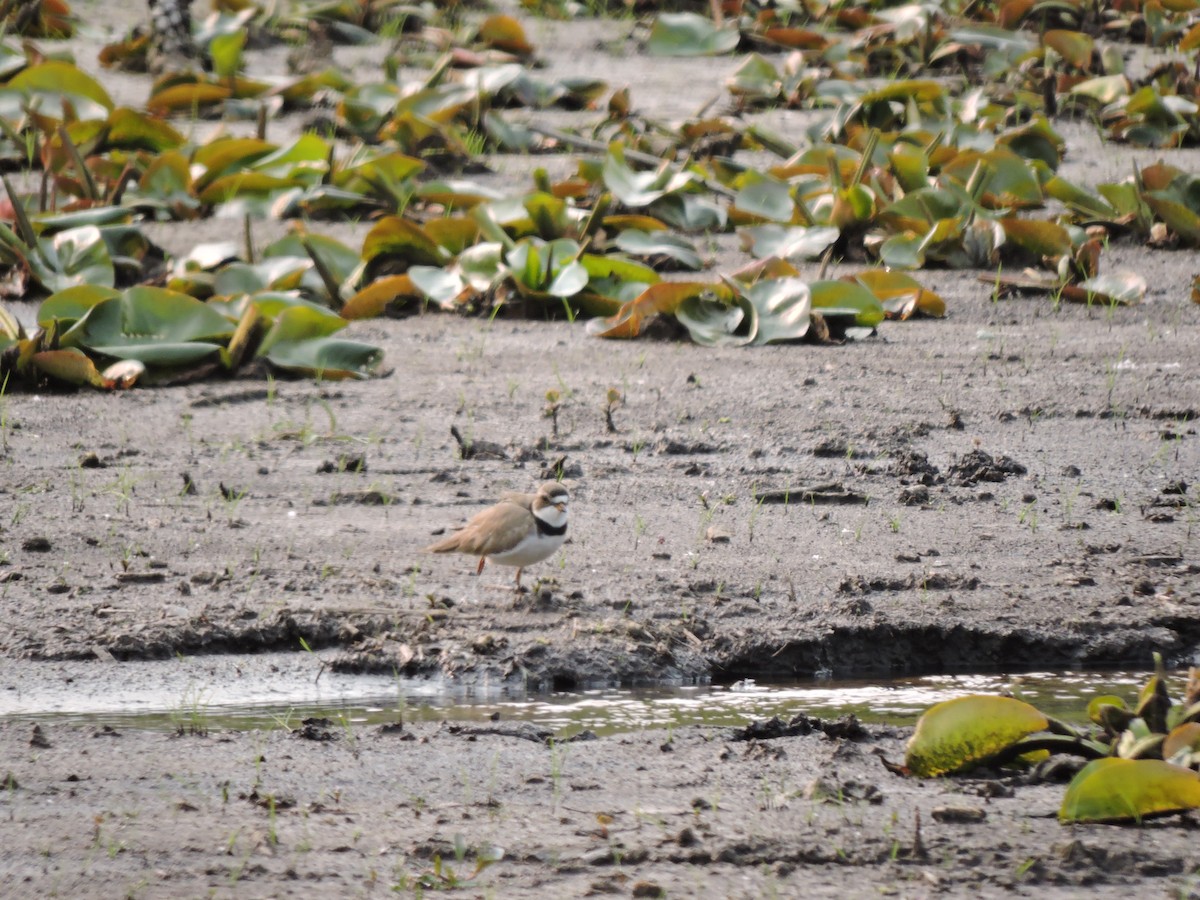 Semipalmated Plover - Mary Ellen Newport