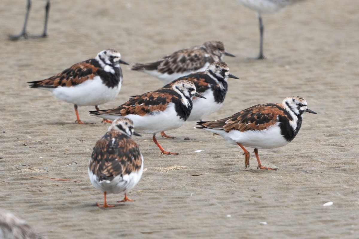 Ruddy Turnstone - ML575304171