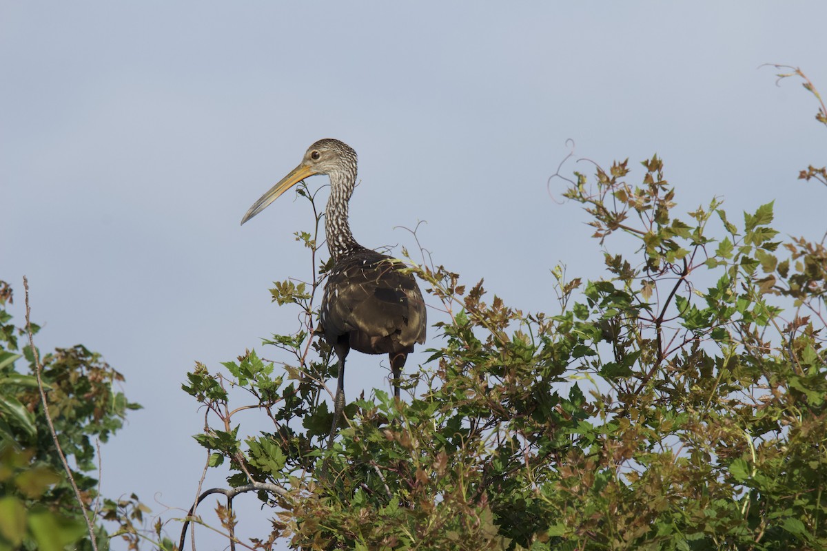 Limpkin - ML575304651