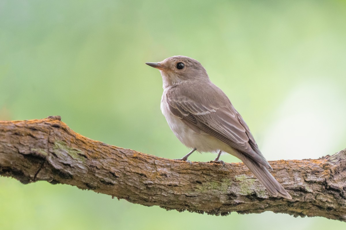 Spotted Flycatcher - ML575305181