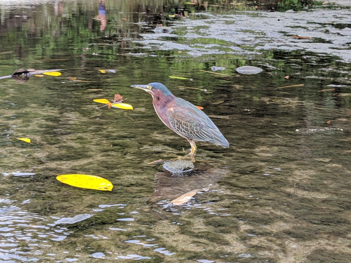 Green Heron - ML575305921