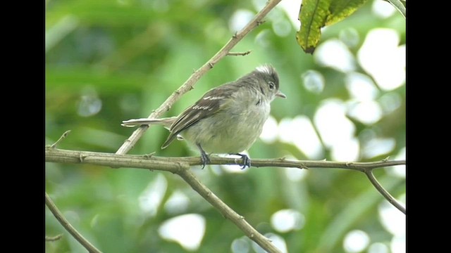 nariñoelenia - ML575306161