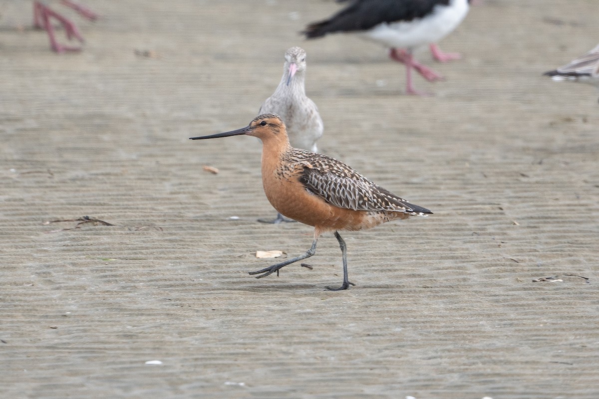 Bar-tailed Godwit - ML575308131