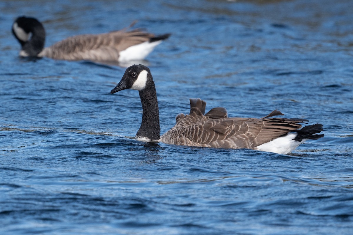 Canada Goose - ML575308471