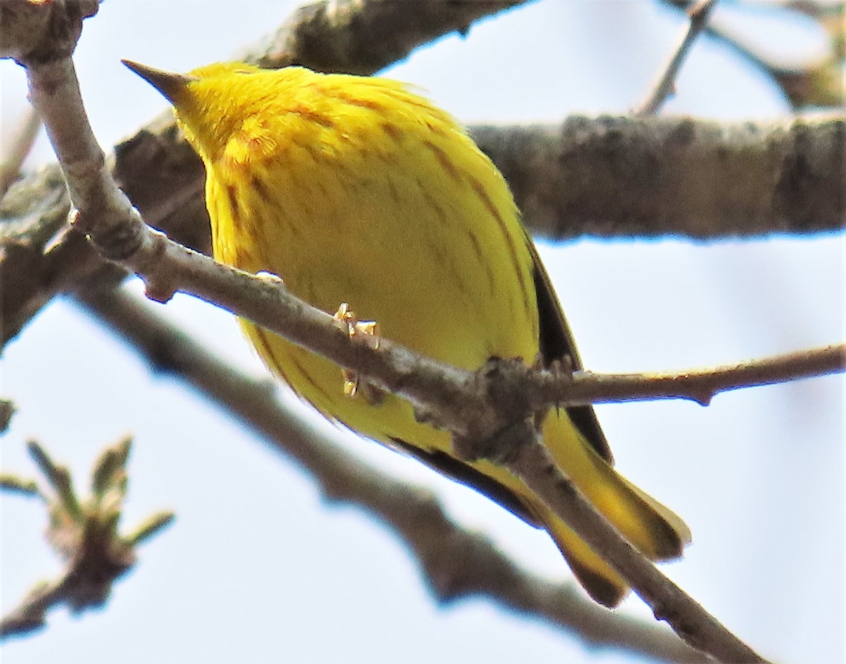 Yellow Warbler - ML575309151