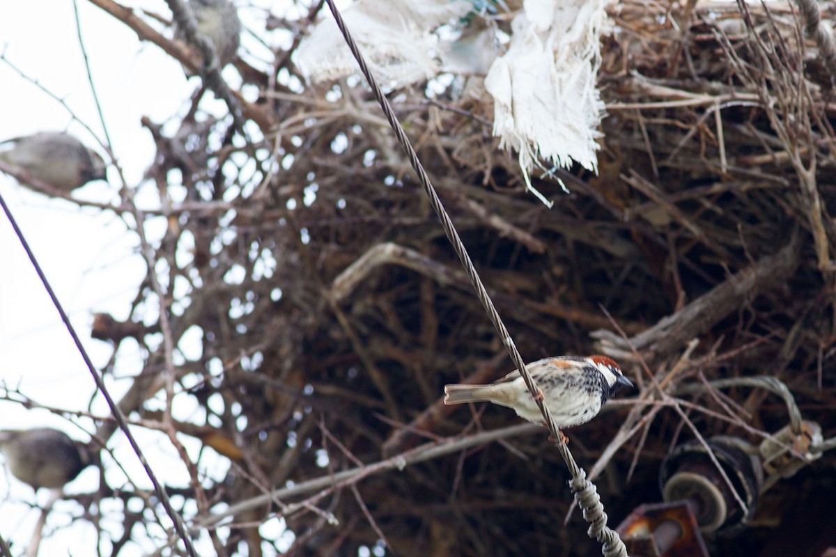 Spanish Sparrow - ML57530941