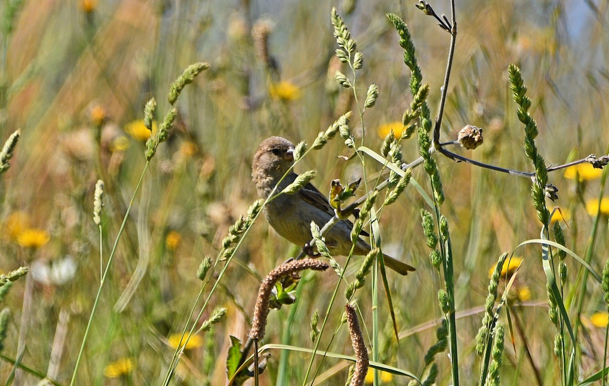 House Sparrow - ML575311381