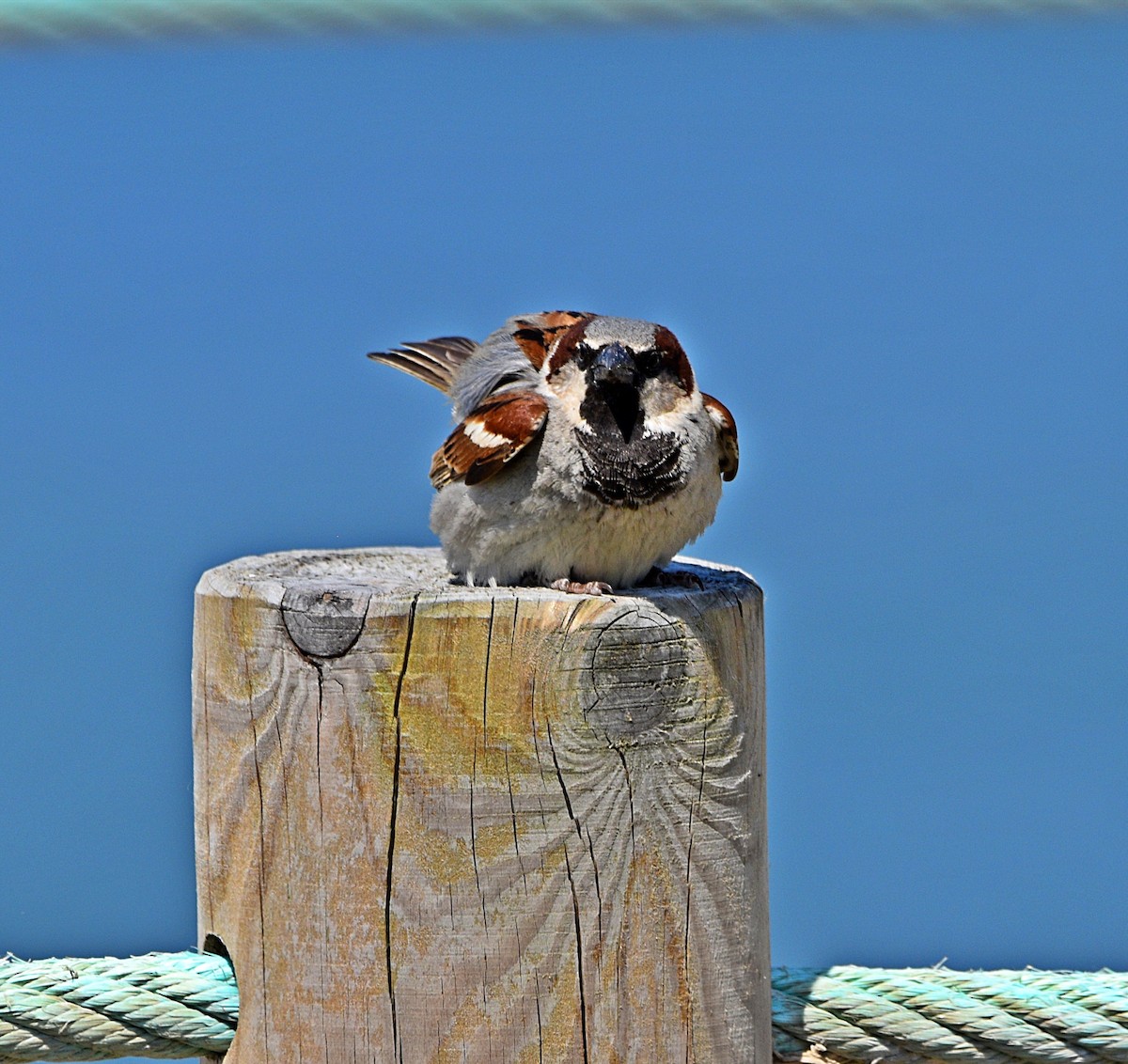 House Sparrow - ML575311401