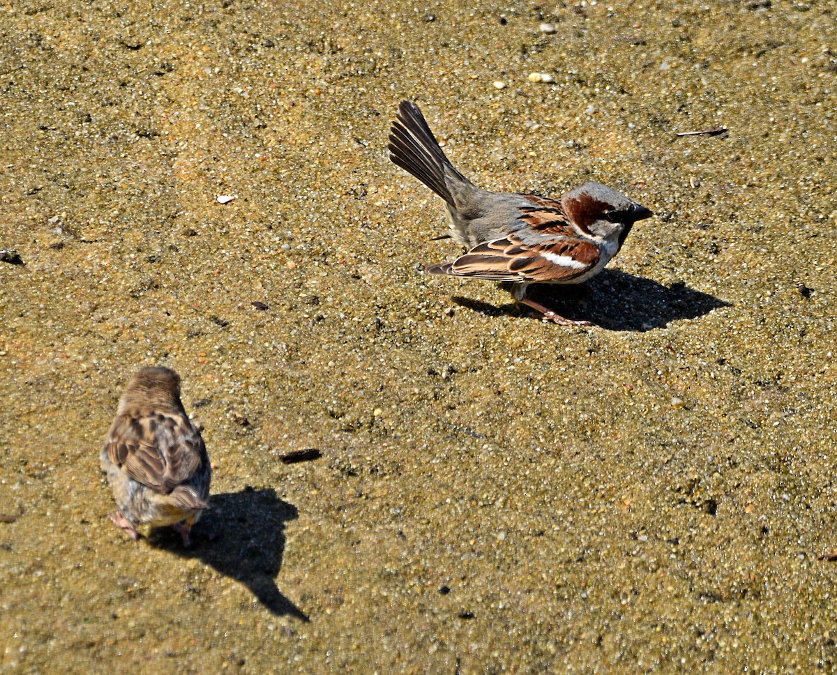 House Sparrow - ML575311421