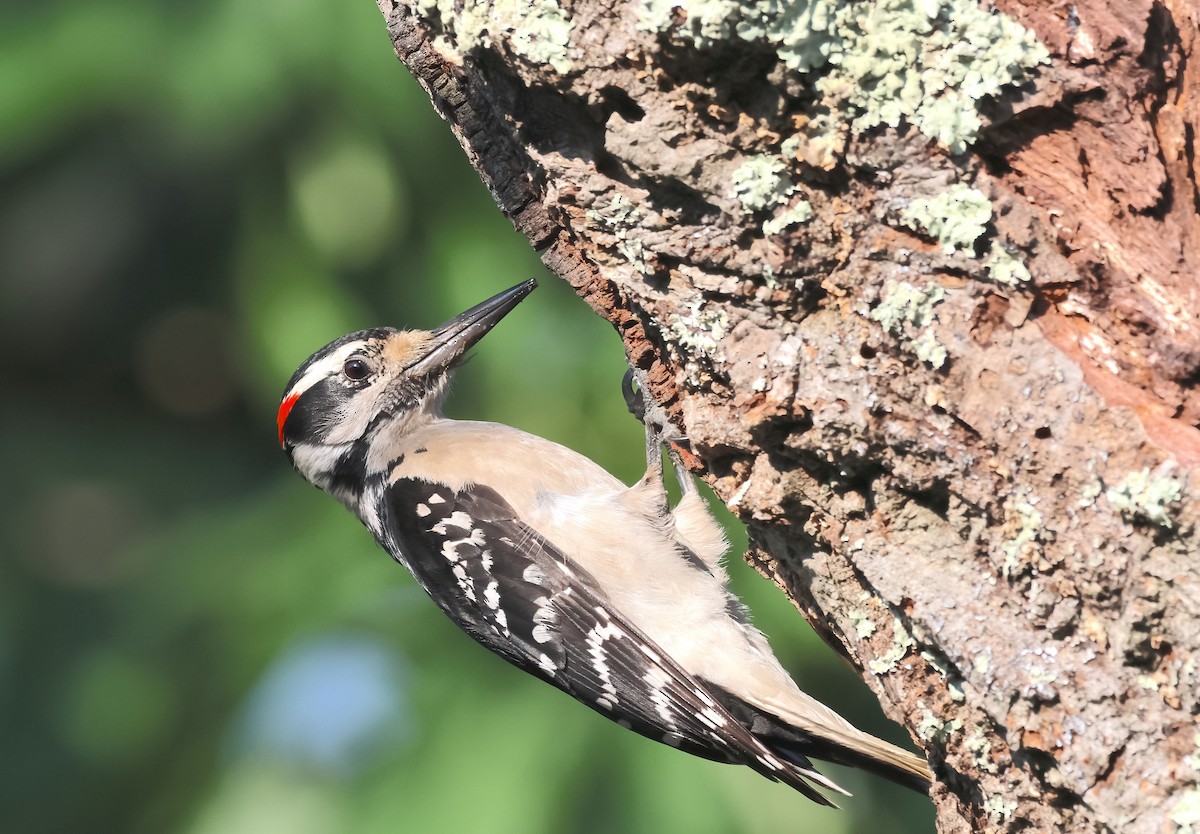 Hairy Woodpecker - ML575312481