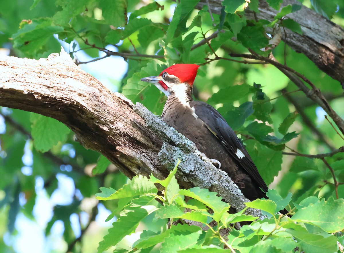Pileated Woodpecker - ML575312721