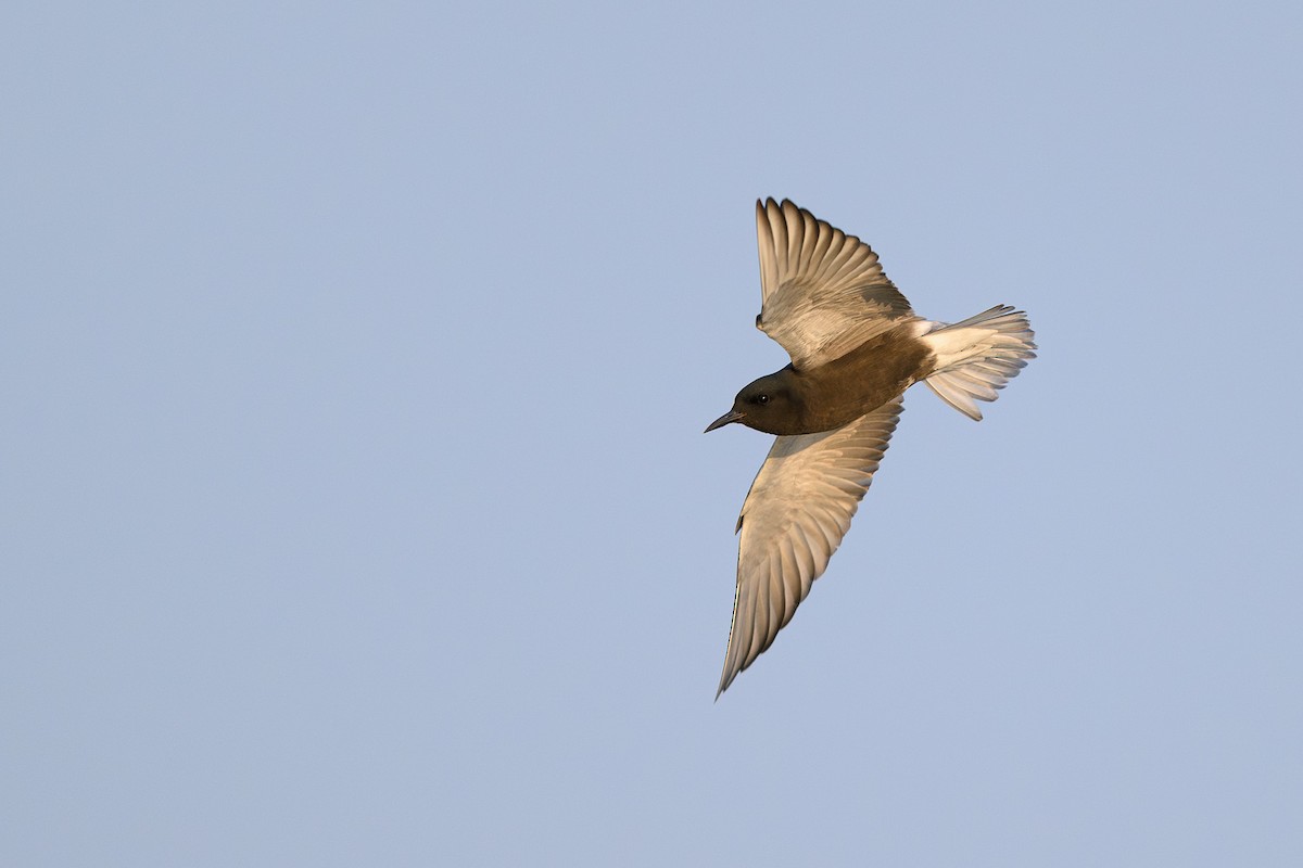 Black Tern - Amy Hudechek