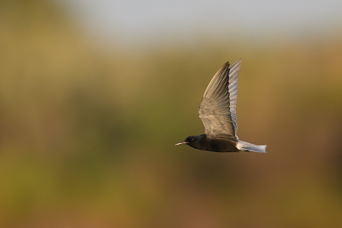 Black Tern - ML575312991