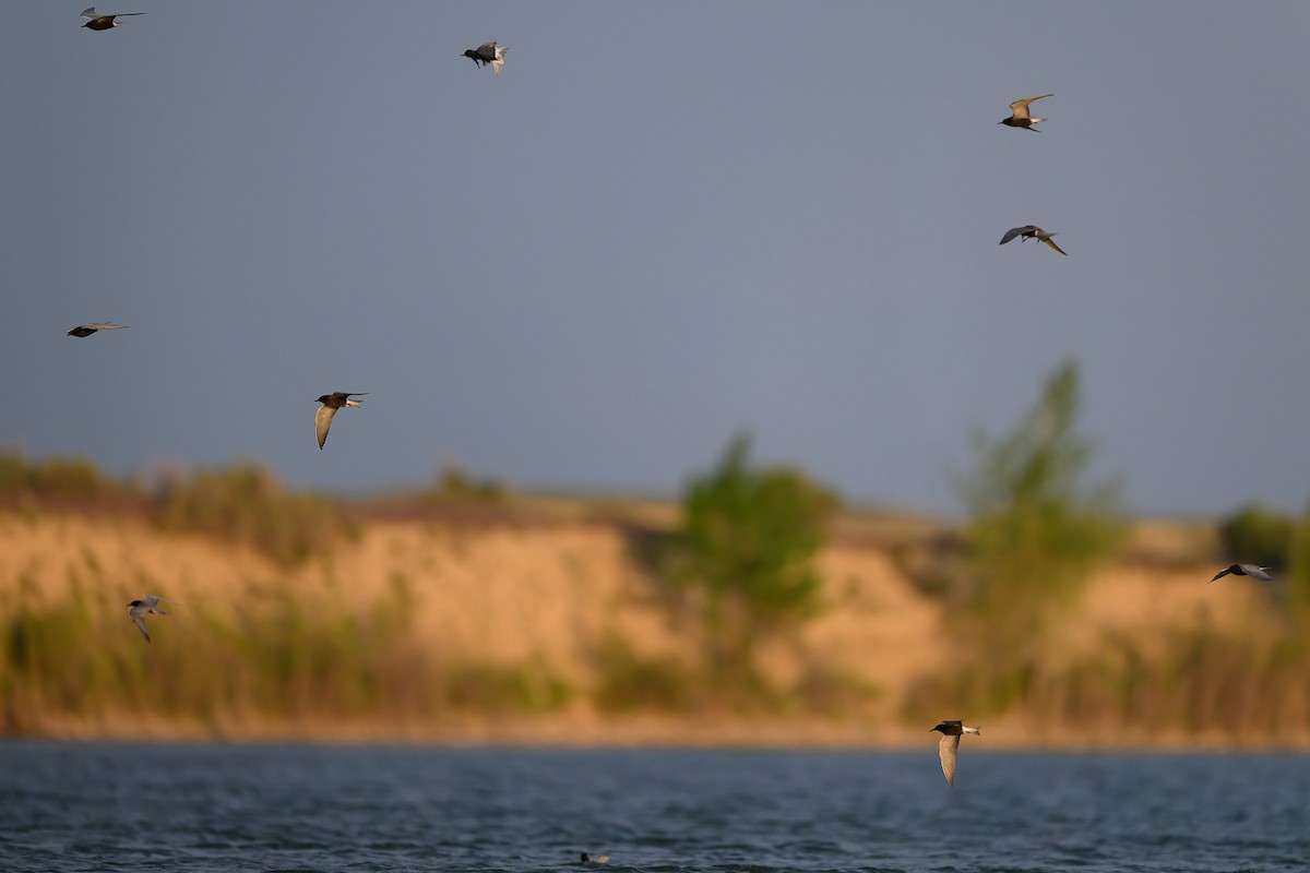 Black Tern - ML575313001