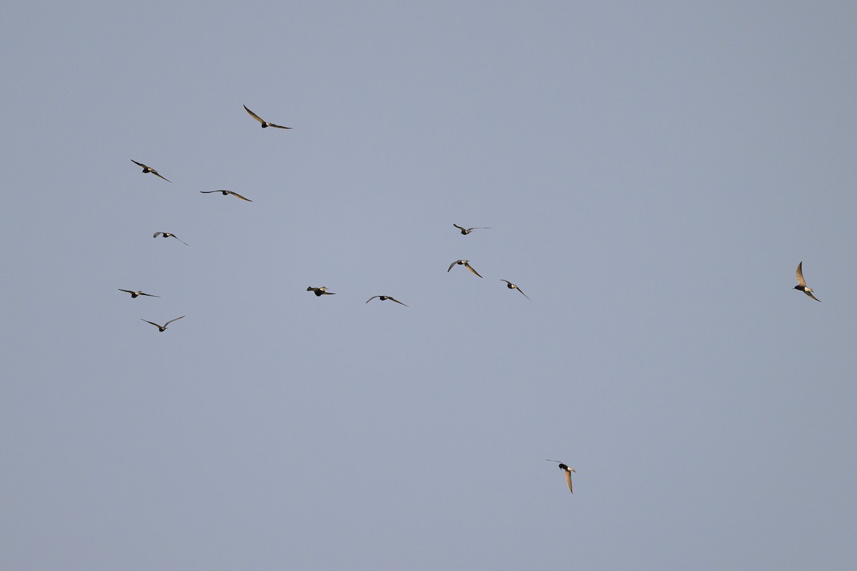 Black Tern - ML575313011