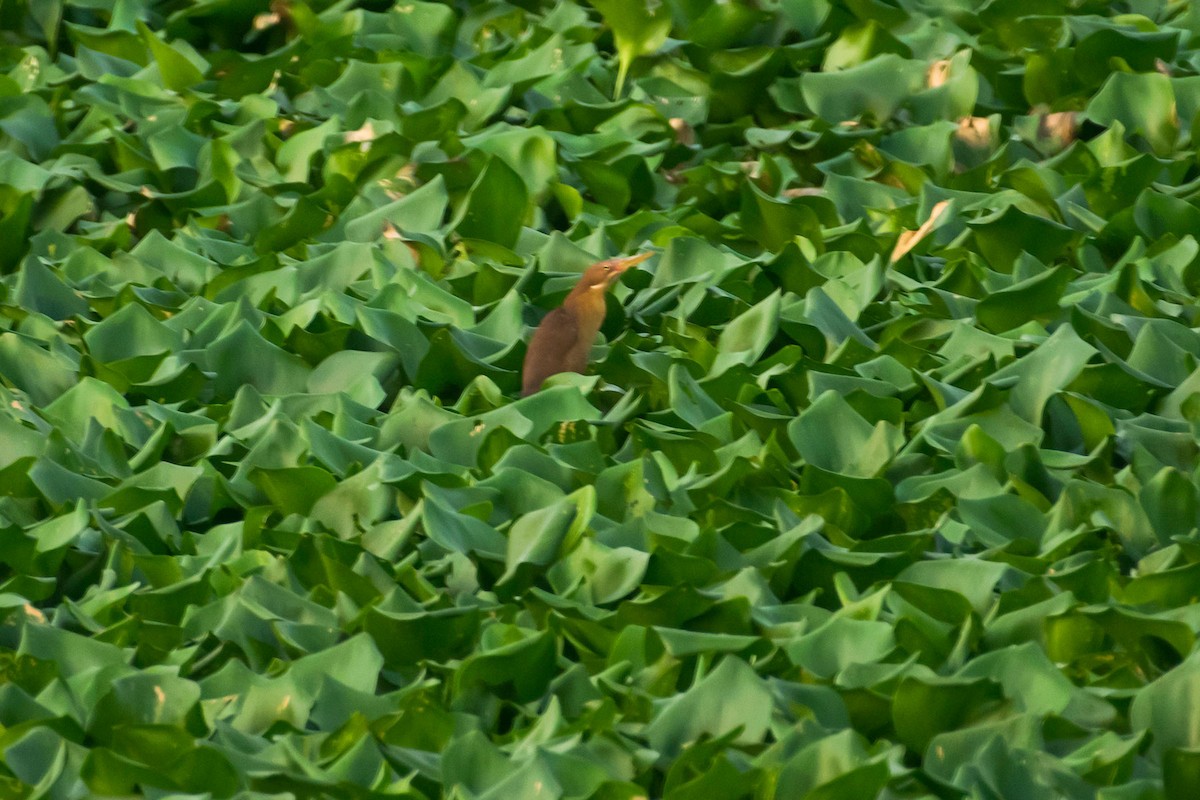 Cinnamon Bittern - ML575313231