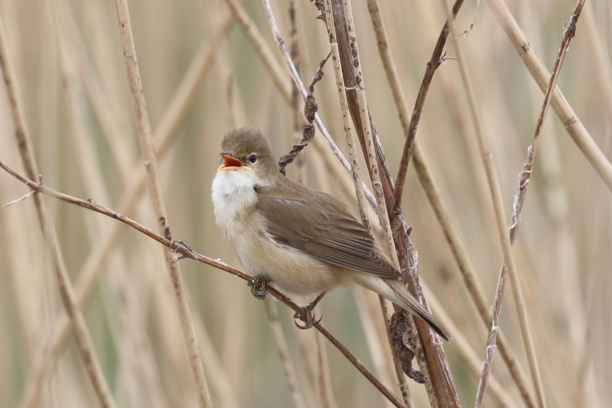 rákosník obecný (ssp. scirpaceus) - ML575314011