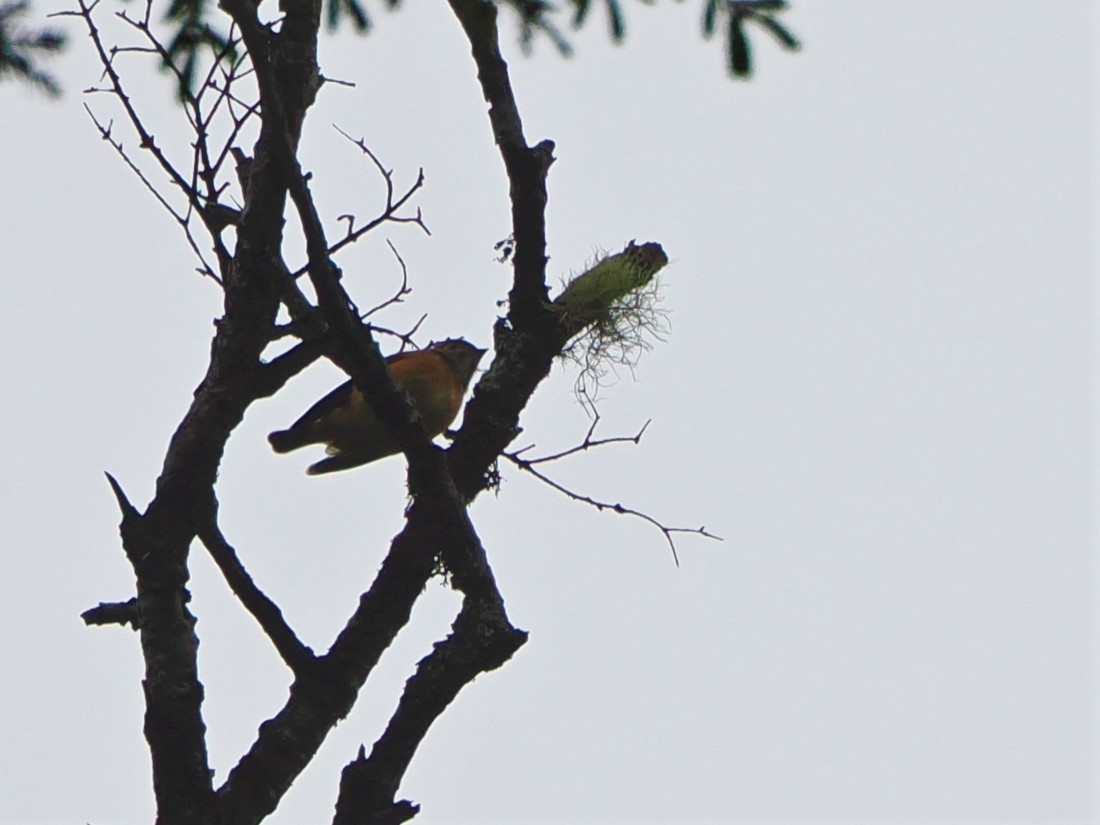 Ferruginous Flycatcher - Kuan Chih Yu