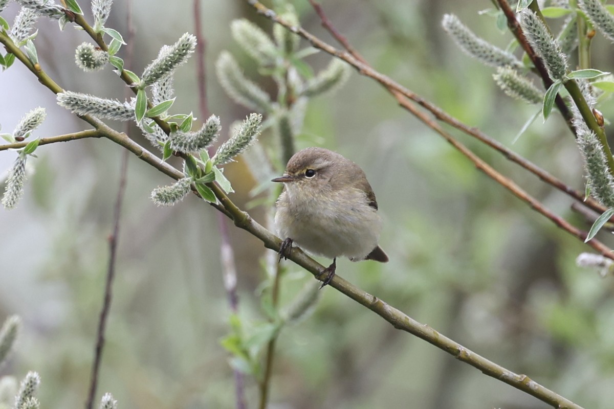 Common Chiffchaff - ML575314791