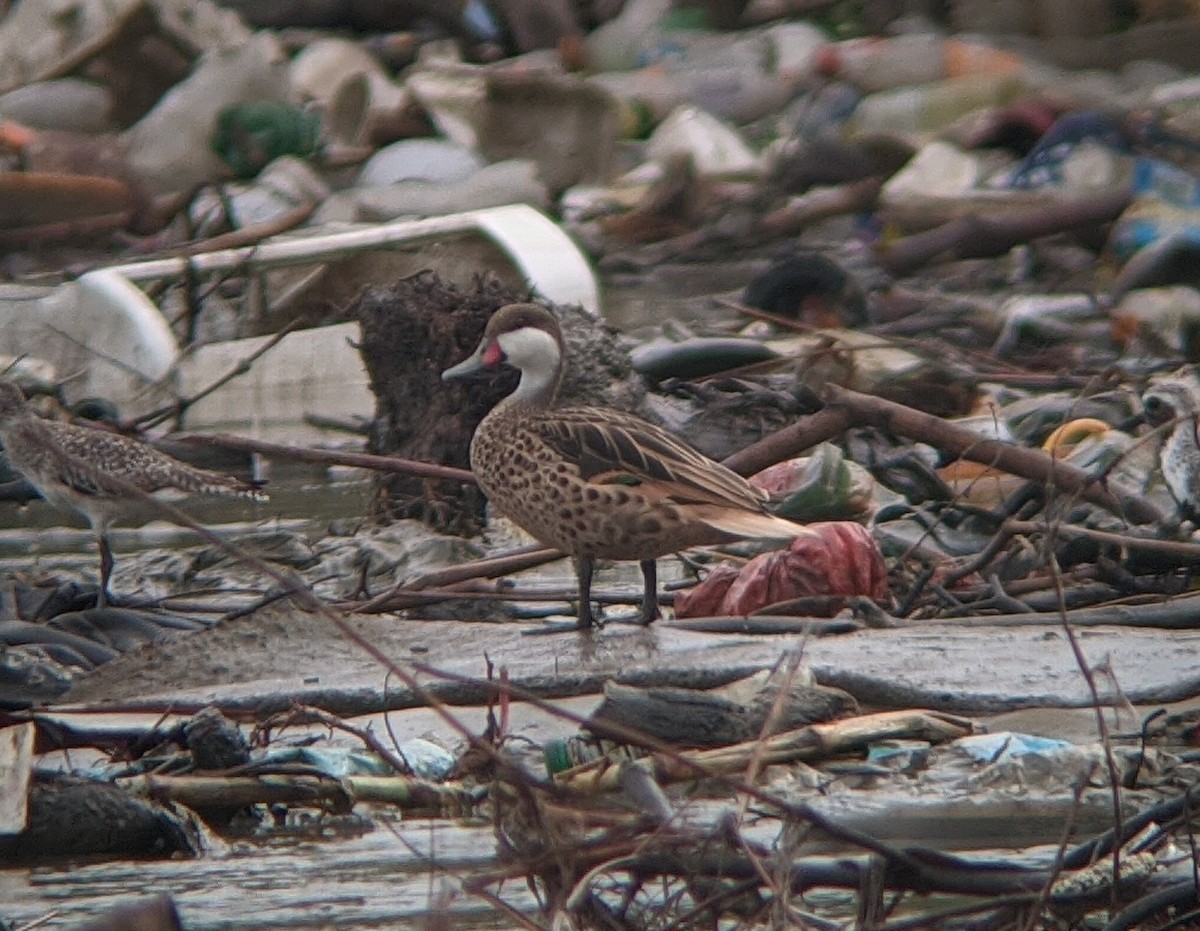 White-cheeked Pintail - ML575314811