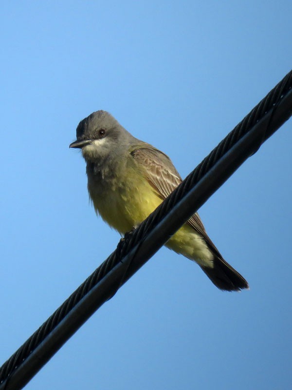 Cassin's Kingbird - ML57531571