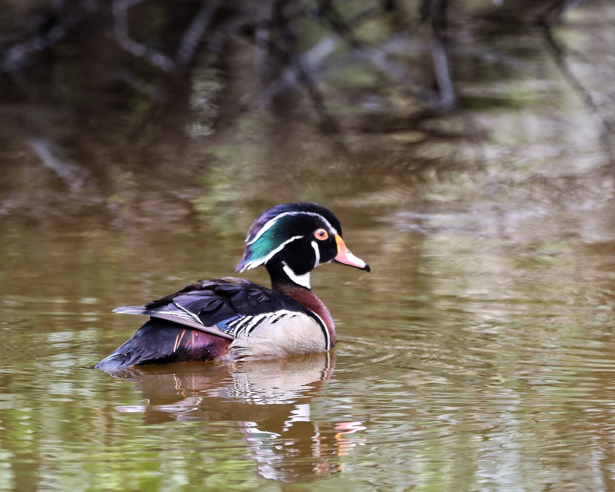 Wood Duck - ML575315781