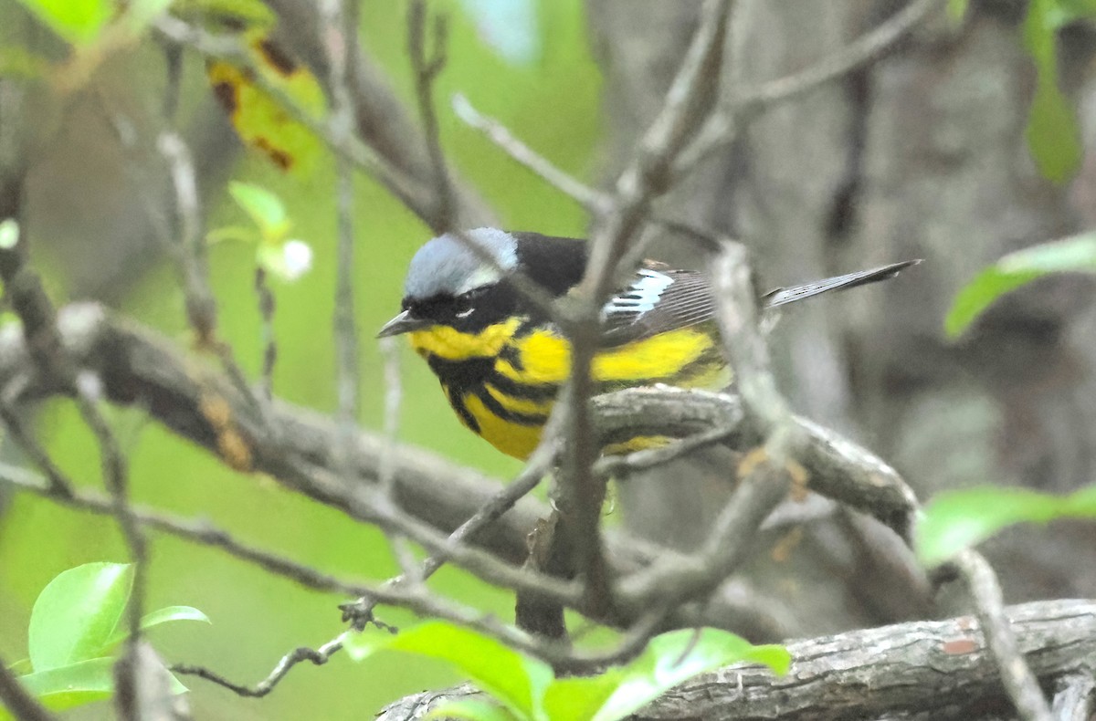 Magnolia Warbler - ML575315791