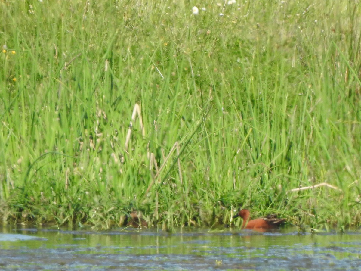 Cinnamon Teal - ML575316431