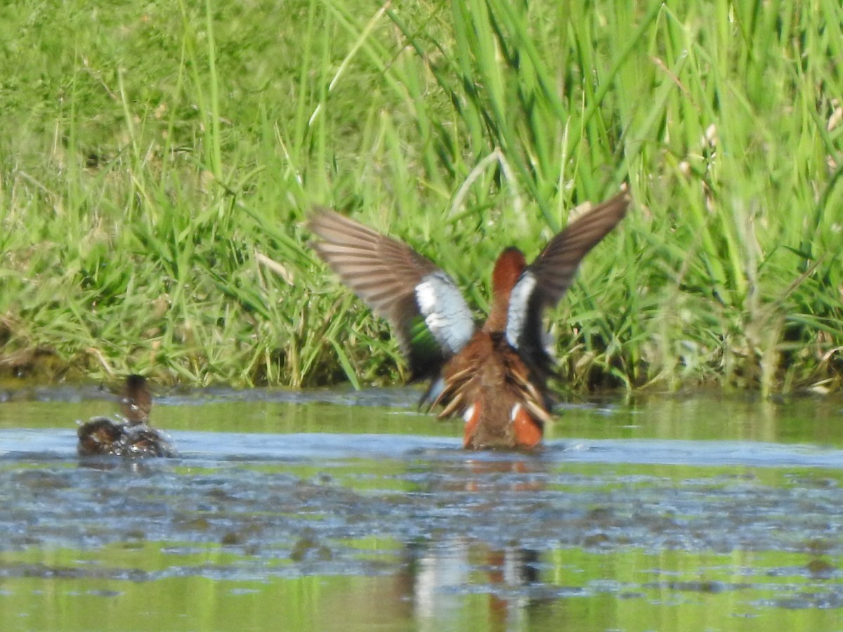 Cinnamon Teal - ML575316501