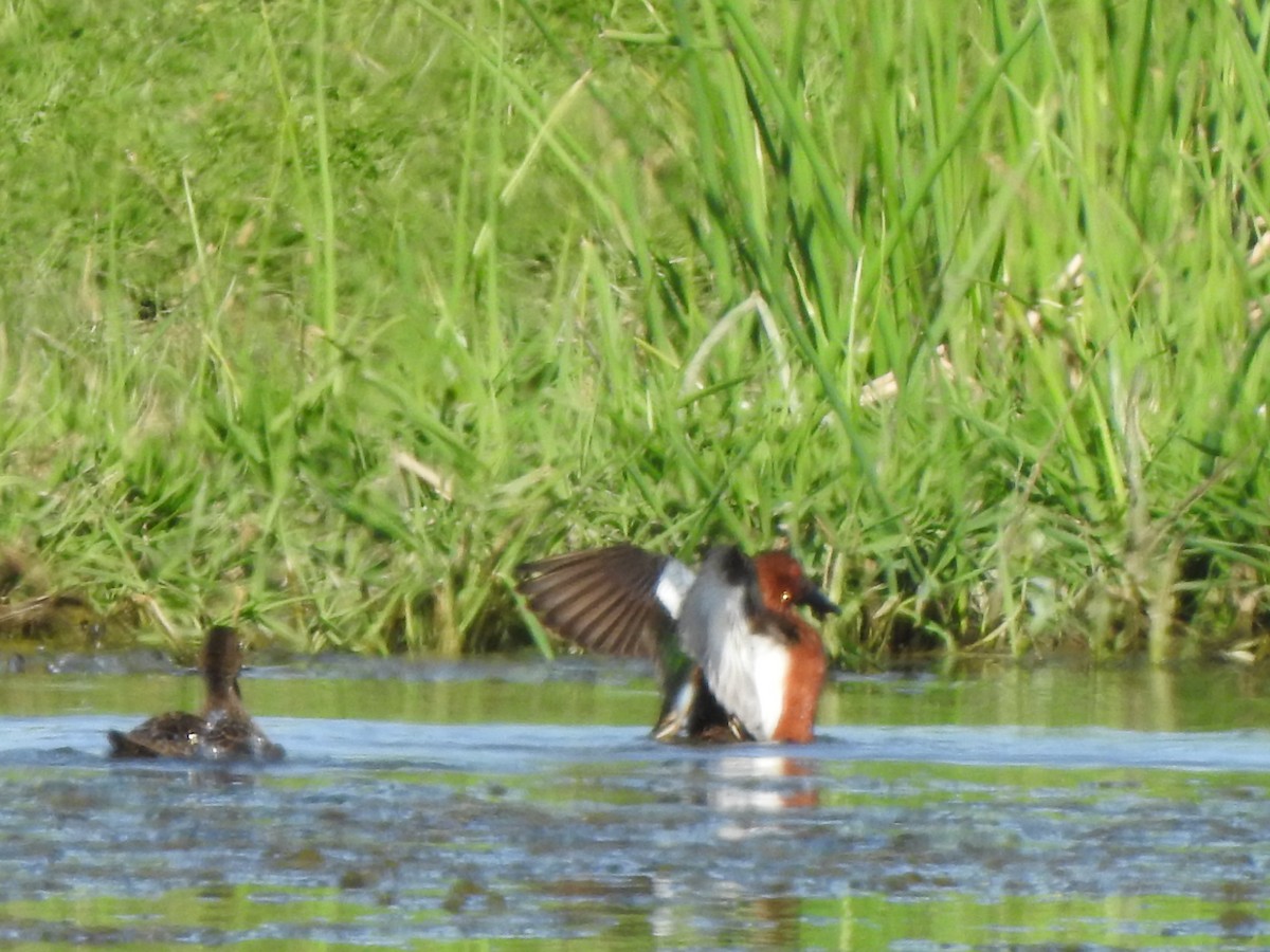 Cinnamon Teal - ML575316511