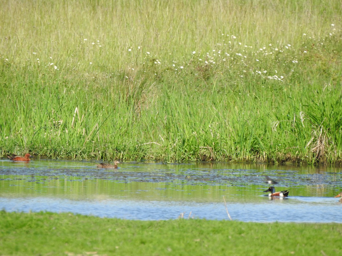 Cinnamon Teal - ML575316591