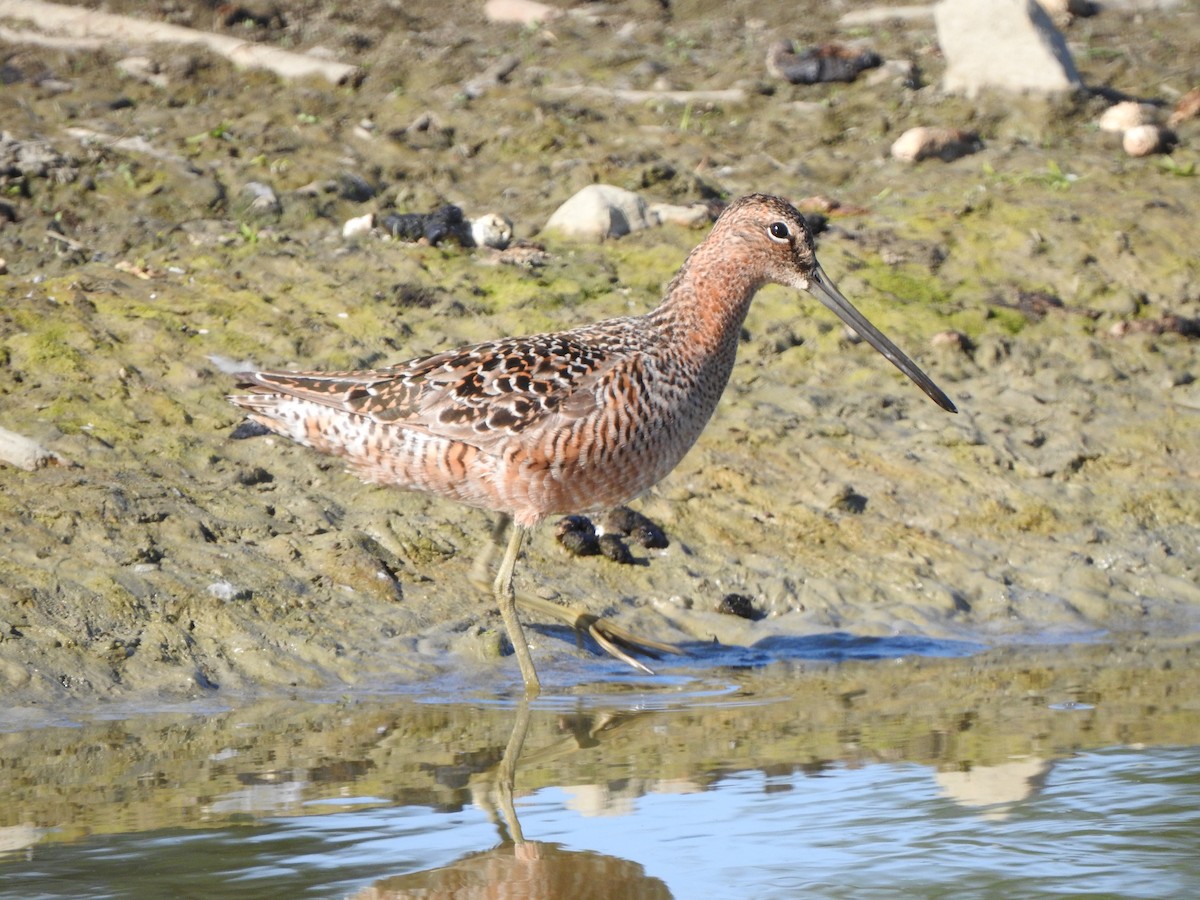 Long-billed Dowitcher - ML575316861