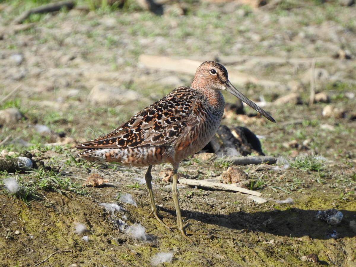 Long-billed Dowitcher - ML575316961