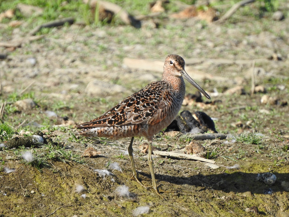 Long-billed Dowitcher - ML575316981