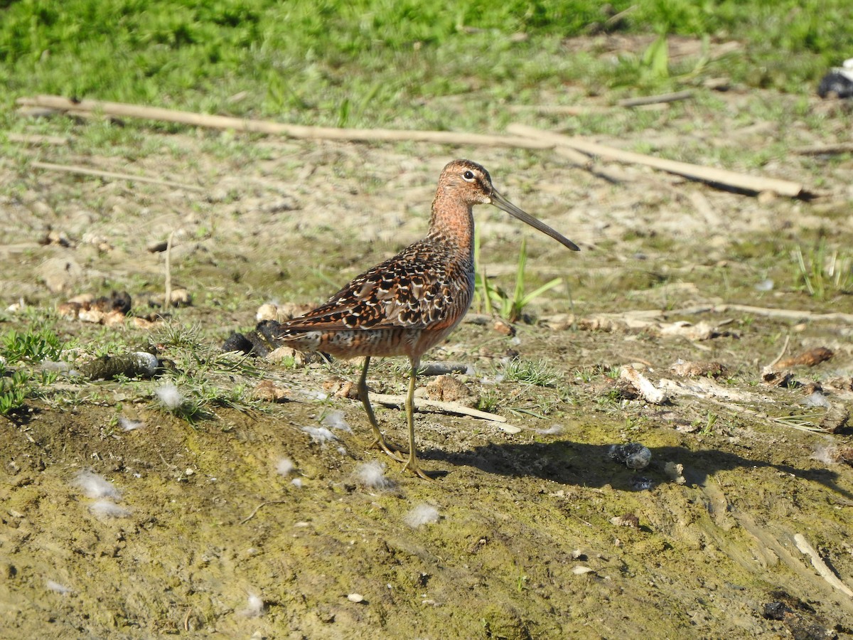 Long-billed Dowitcher - ML575316991