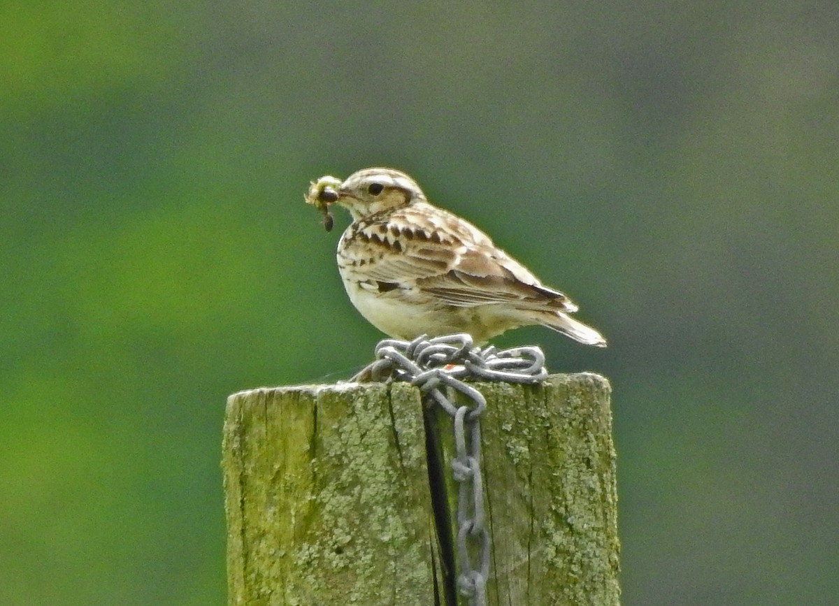 Wood Lark - ML575317061