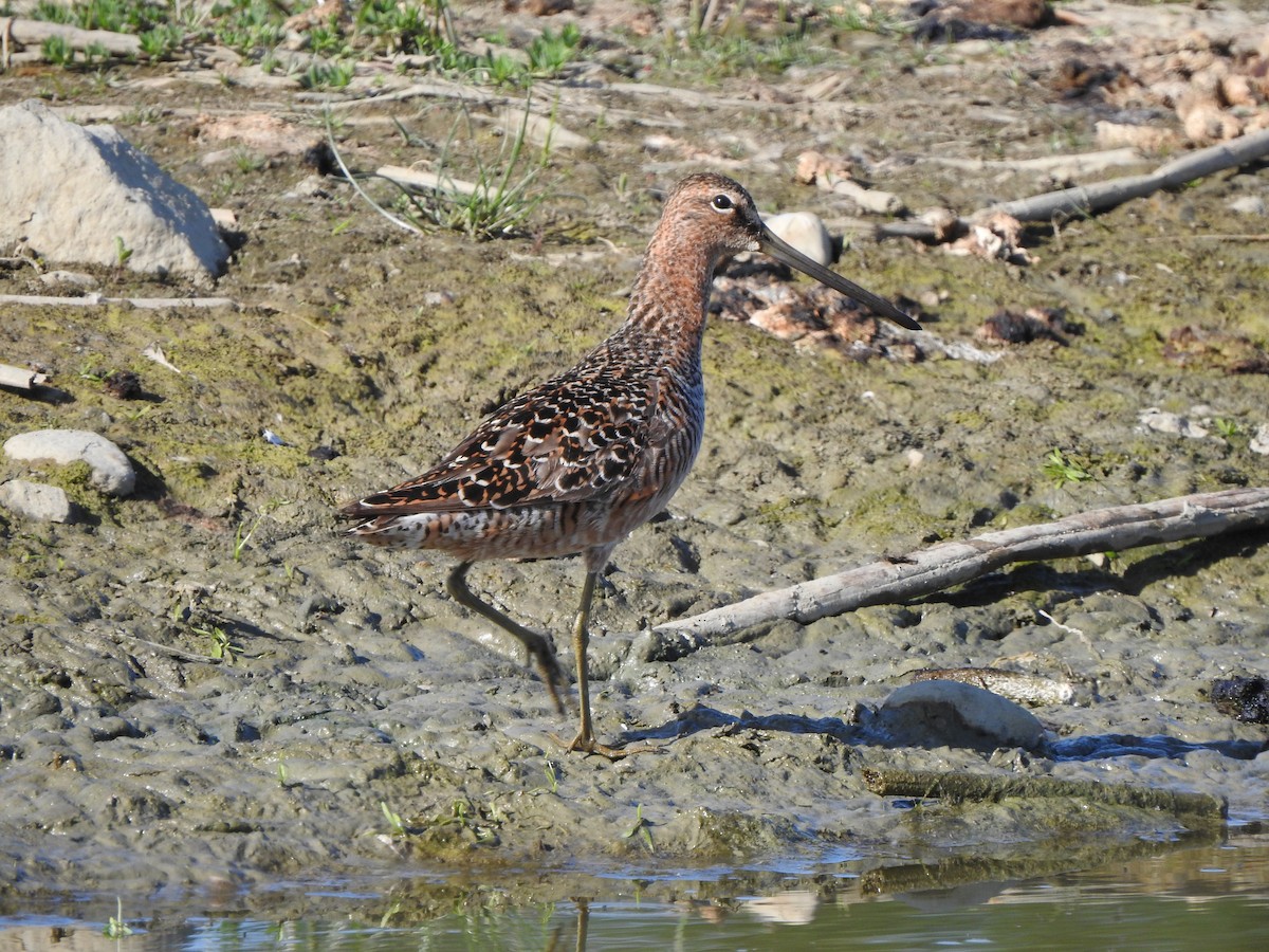 Long-billed Dowitcher - ML575317281