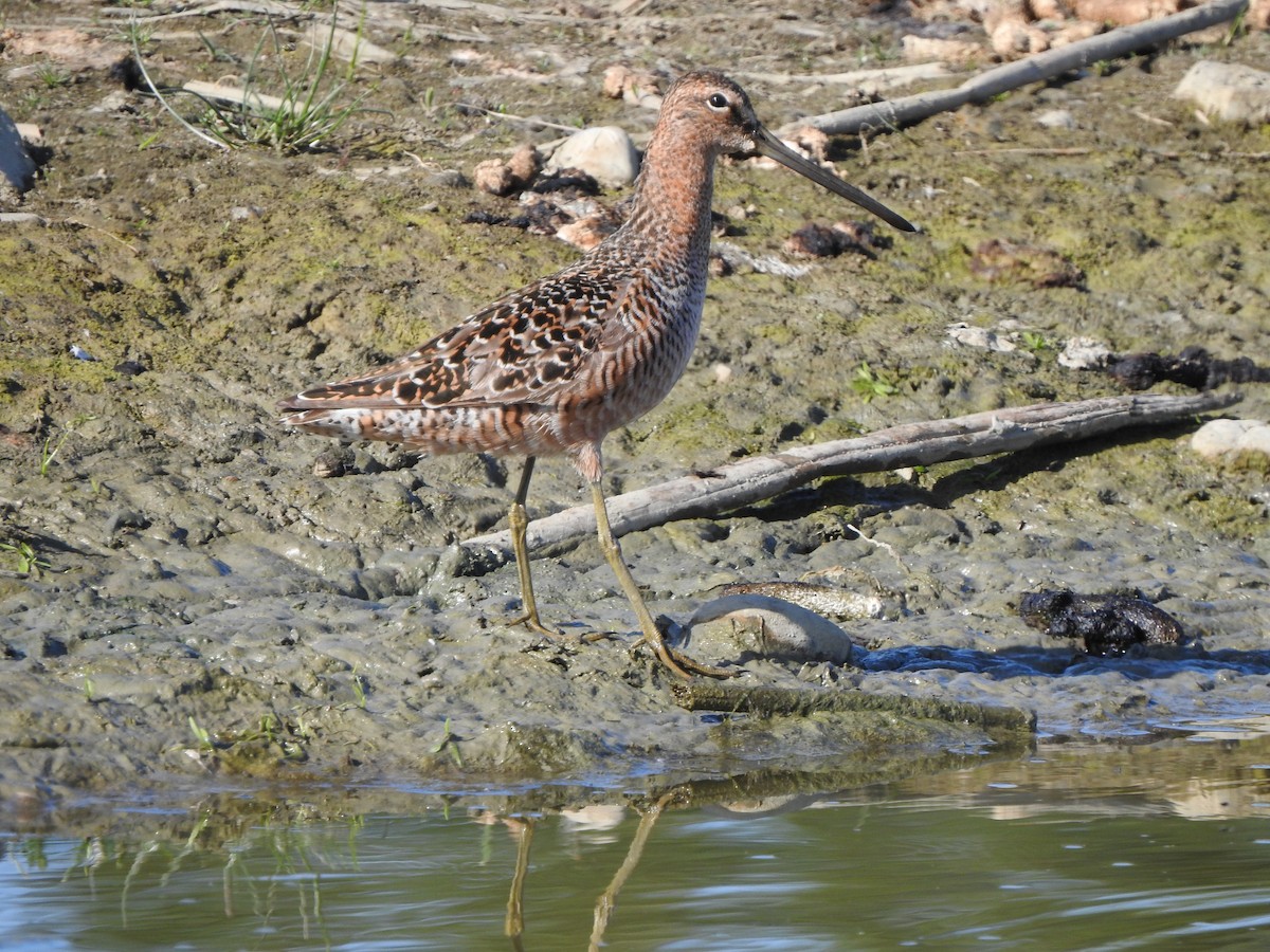 Long-billed Dowitcher - ML575317301