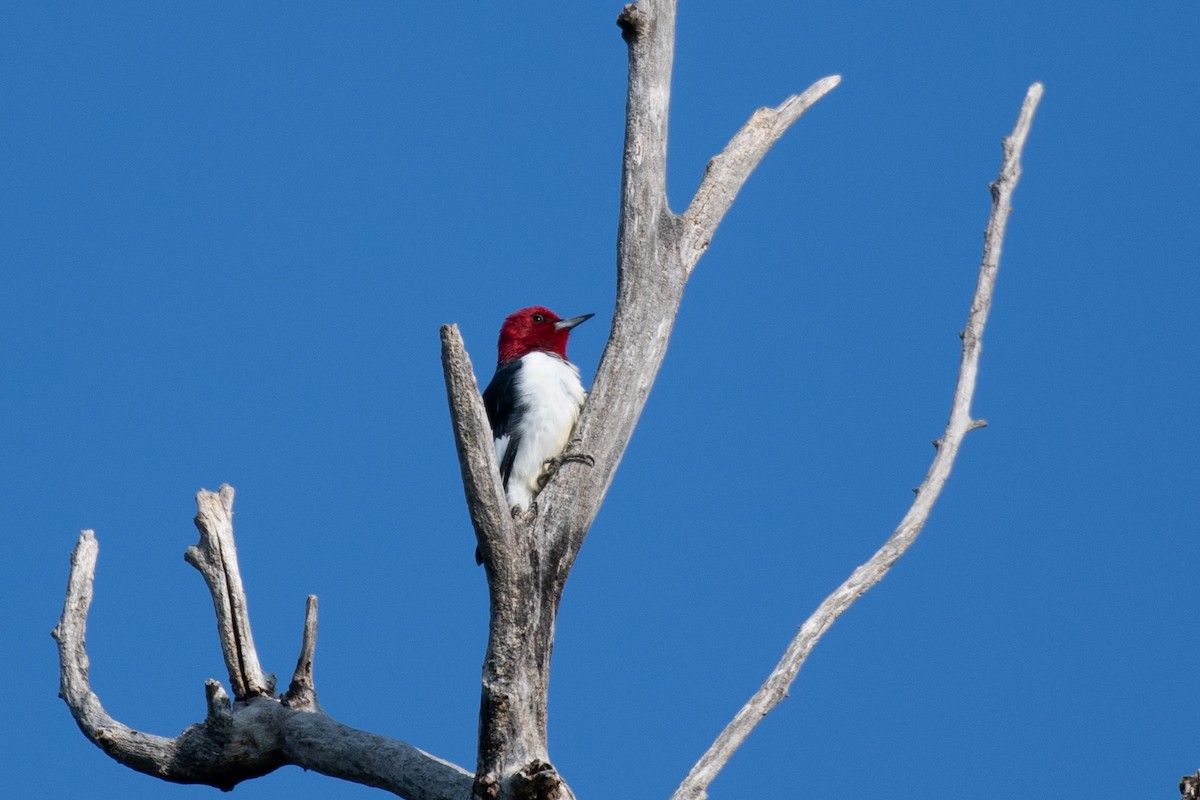 Red-headed Woodpecker - Chad Remley
