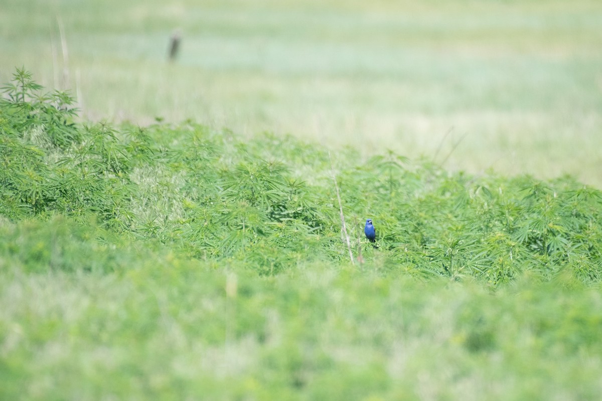 Blue Grosbeak - Chad Remley