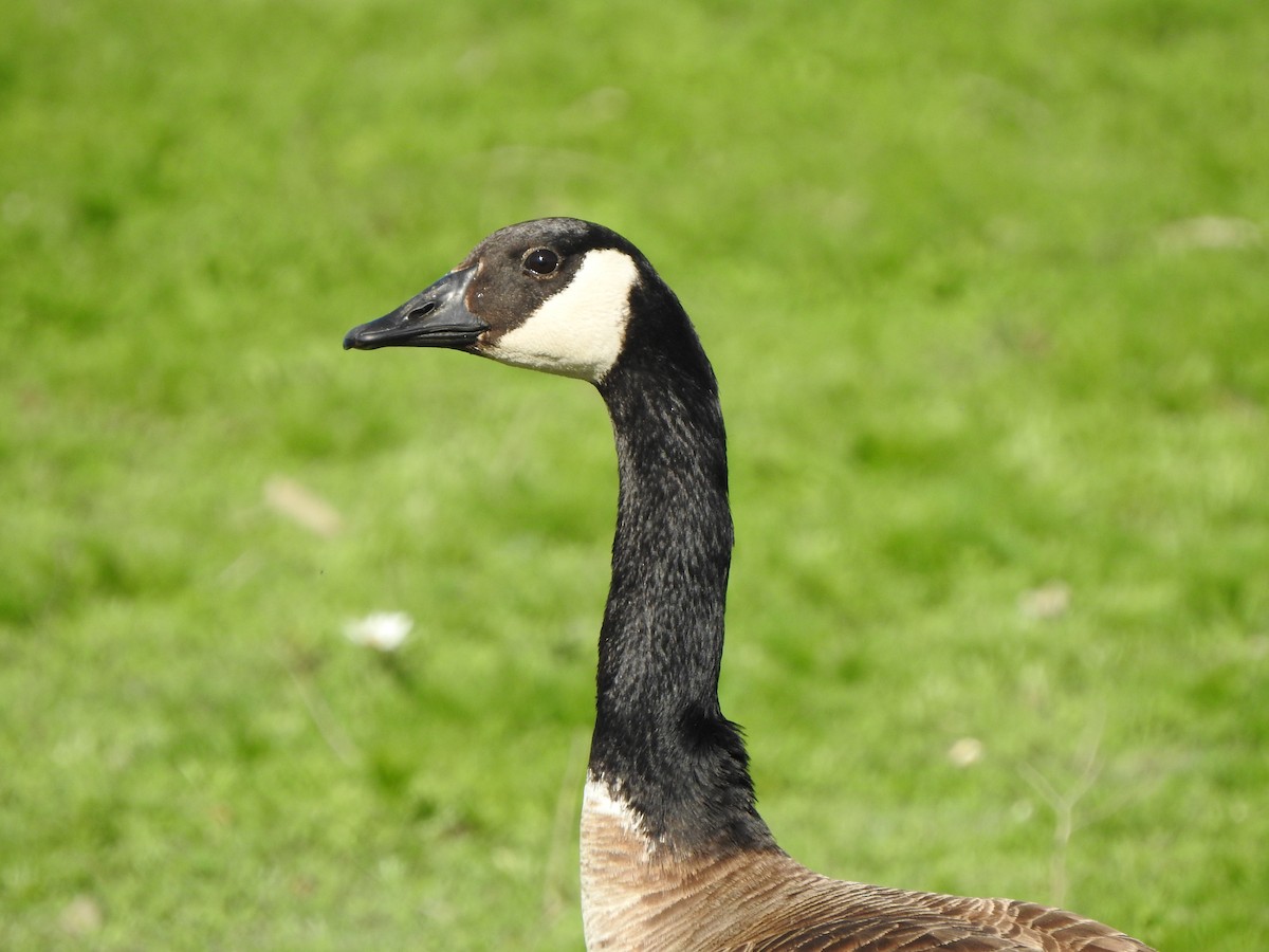 Barnacla Canadiense Grande - ML575318831