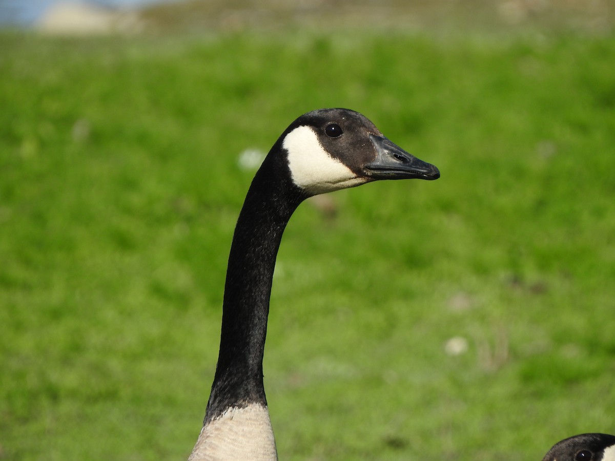 Canada Goose - ML575318861