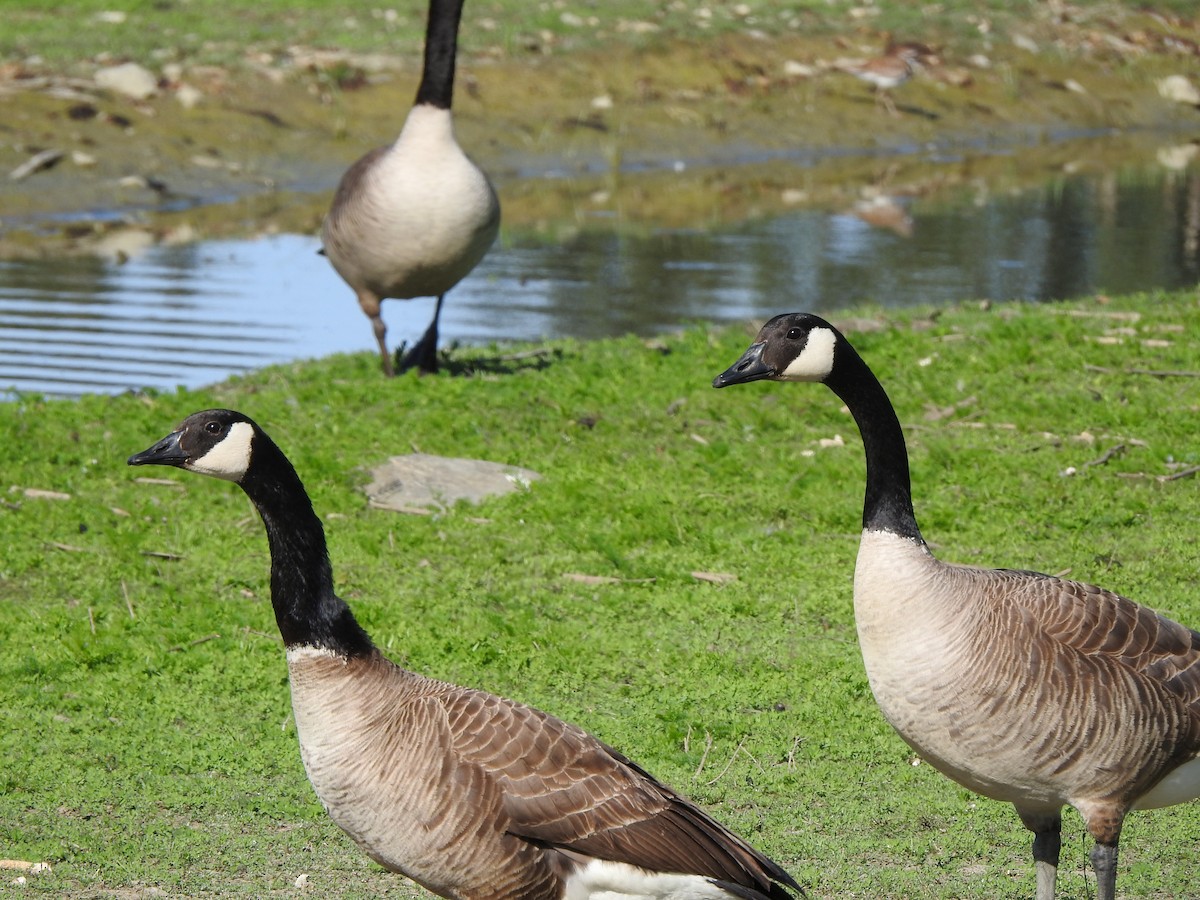 Canada Goose - ML575318991