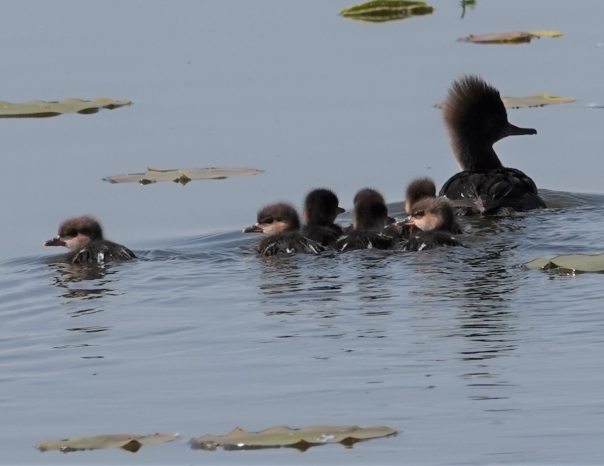 Hooded Merganser - ML575319071