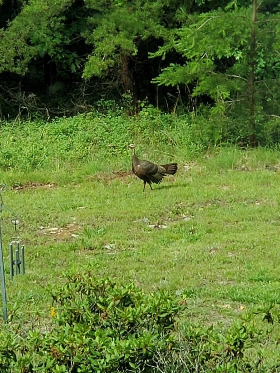 Wild Turkey - ML575319391