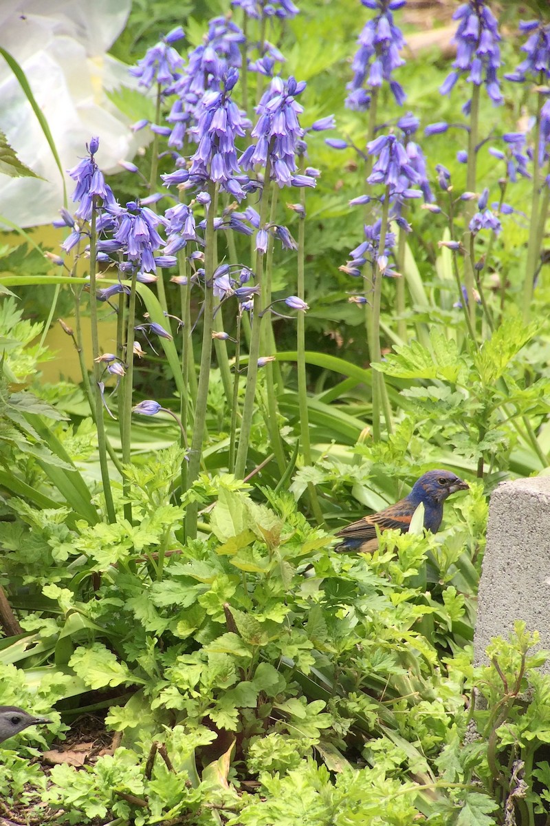 Blue Grosbeak - Ariane Giudicelli