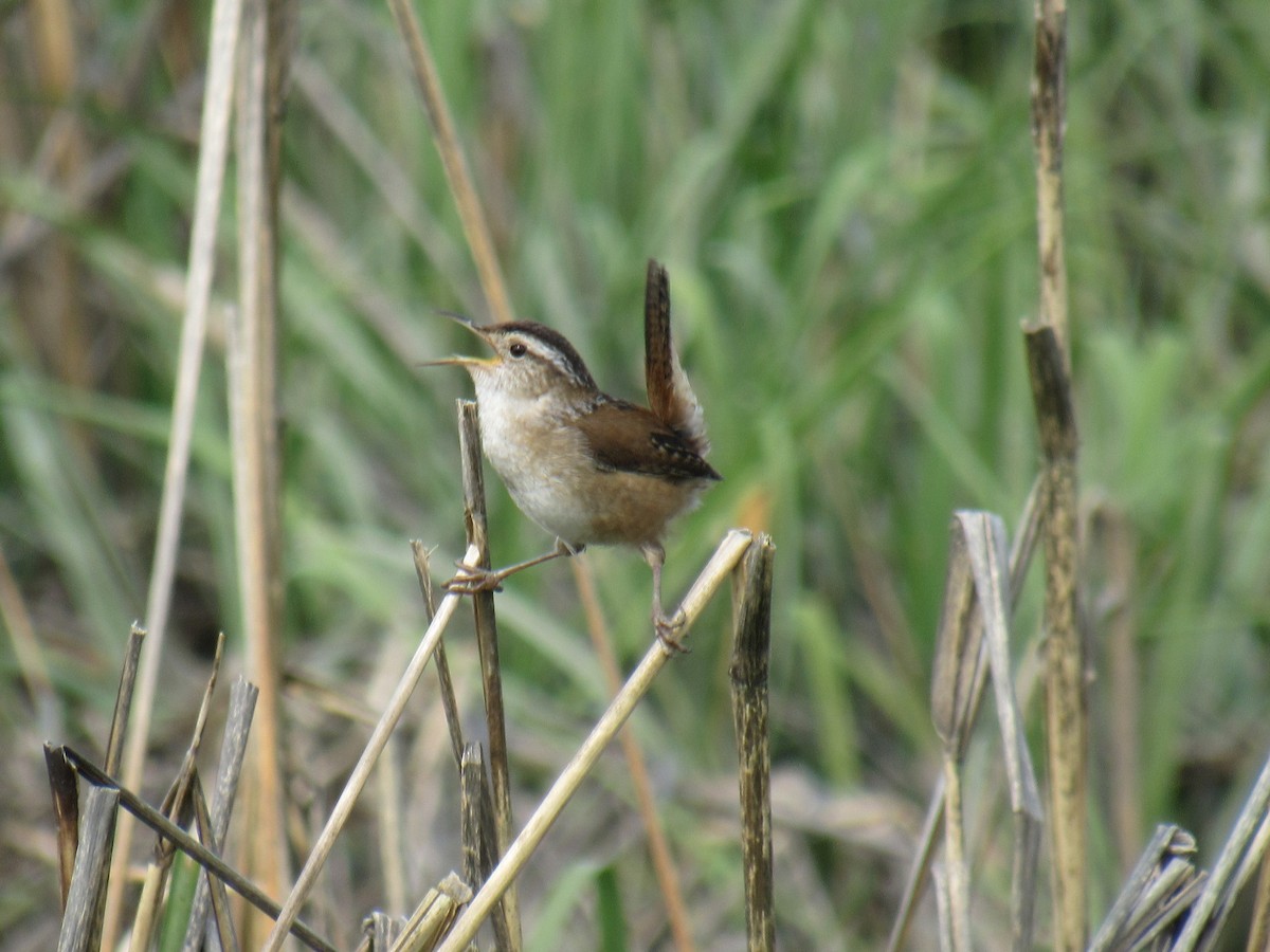 Marsh Wren - ML575319441