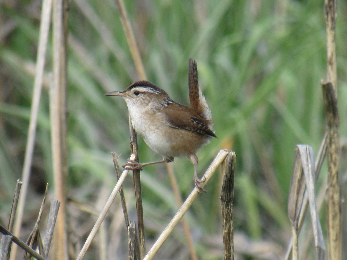 Marsh Wren - ML575319451