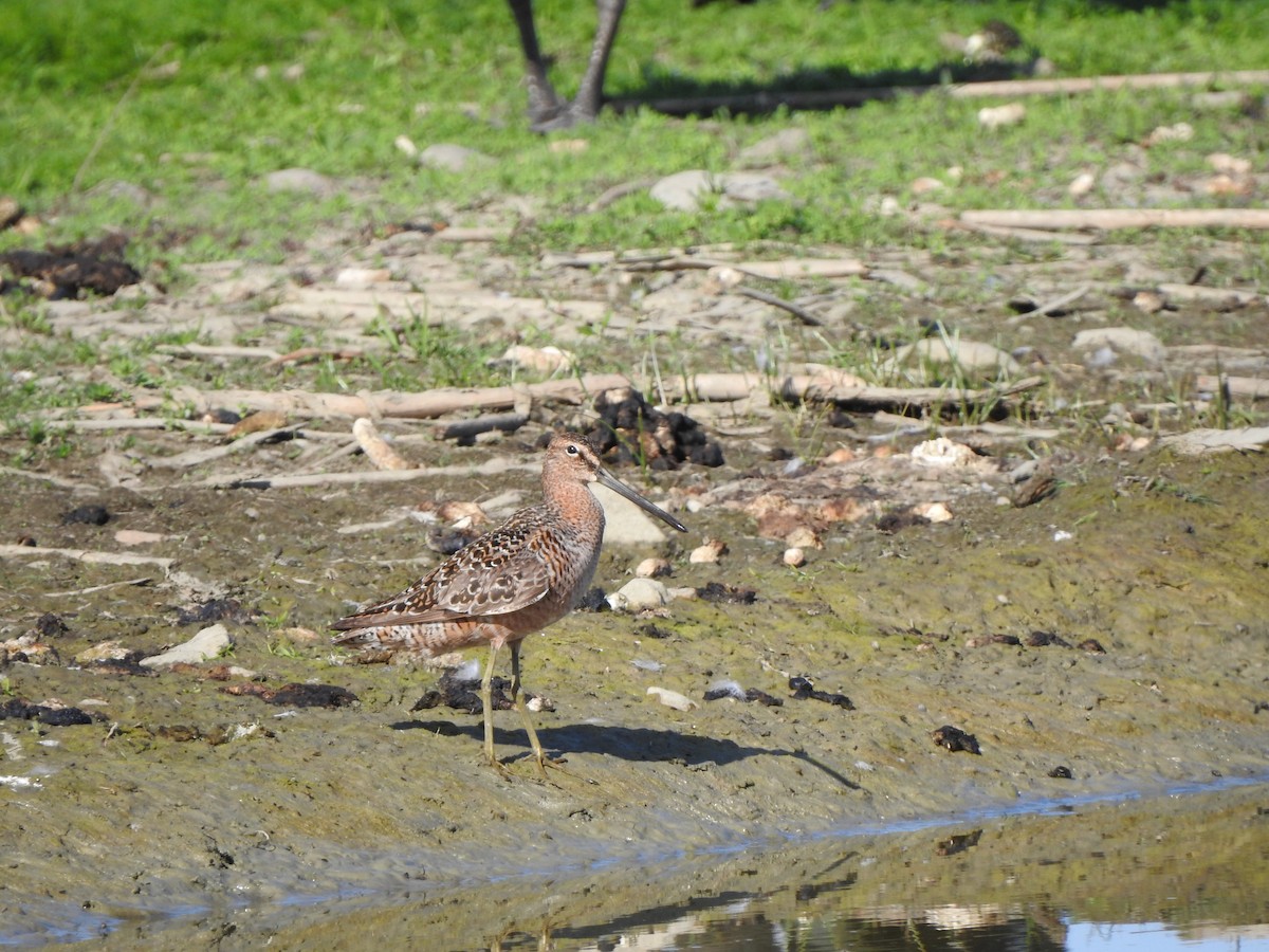 Long-billed Dowitcher - ML575319561